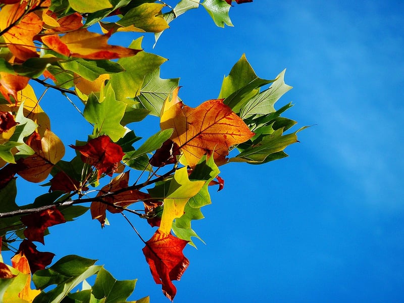 Autumn Gathering